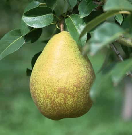 梦见梨子是什么意思:梦见梨子是什么意思?解密梦境中的梨子符号 梦见梨子是什么意思:梦见梨子是什么意思?解密梦境中的梨子符号