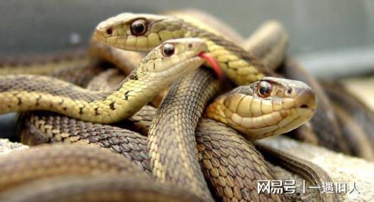 佛说出现在你梦里的蛇:佛说梦蛇,灵性觉醒的警示与指引 佛说出现在你梦里的蛇:佛说梦蛇,灵性觉醒的警示与指引