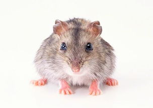 老鼠的六个合属相:揭秘鼠的六个合属相,探索生肖合相的奇妙世界 老鼠的六个合属相:揭秘鼠的六个合属相,探索生肖合相的奇妙世界