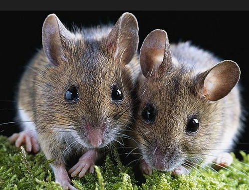 老鼠的六个合属相:揭秘鼠的六个合属相,探索生肖合相的奇妙世界 老鼠的六个合属相:揭秘鼠的六个合属相,探索生肖合相的奇妙世界