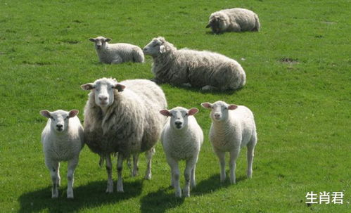 67年属羊晚年凄惨:67年属羊人晚年凄惨预警,三大劫数如何破局?传统命理与现代智慧结合解析 67年属羊晚年凄惨:67年属羊人晚年凄惨预警,三大劫数如何破局?传统命理与现代智慧结合解析