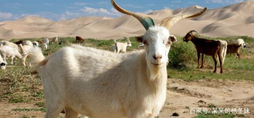 67年属羊晚年凄惨:67年属羊人晚年凄惨预警,三大劫数如何破局?传统命理与现代智慧结合解析 67年属羊晚年凄惨:67年属羊人晚年凄惨预警,三大劫数如何破局?传统命理与现代智慧结合解析