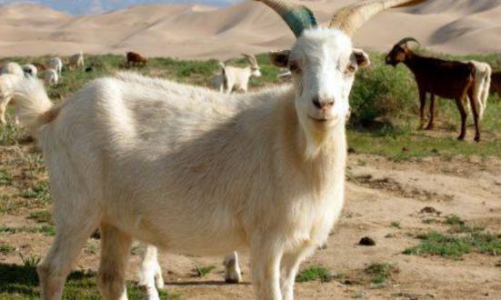 67年属羊晚年凄惨:67年属羊人晚年凄惨预警,三大劫数如何破局?传统命理与现代智慧结合解析 67年属羊晚年凄惨:67年属羊人晚年凄惨预警,三大劫数如何破局?传统命理与现代智慧结合解析