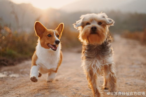 梦见狗什么意思:梦见狗,潜意识中的忠诚与警示 梦见狗什么意思:梦见狗,潜意识中的忠诚与警示