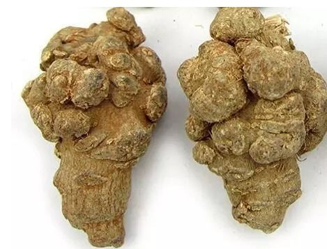 三七花有什么功效:三七花的神奇功效,你了解多少? 三七花有什么功效:三七花的神奇功效,你了解多少?