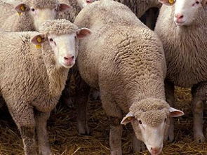 羊男马女鼠年结婚吉日:羊男马女鼠年婚配指南,2024年最适合结婚的吉日推荐 羊男马女鼠年结婚吉日:羊男马女鼠年婚配指南,2024年最适合结婚的吉日推荐