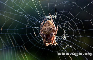女人梦见很多蜘蛛:梦里被蜘蛛群包围,解密女性梦境中的恐惧与隐喻 女人梦见很多蜘蛛:梦里被蜘蛛群包围,解密女性梦境中的恐惧与隐喻