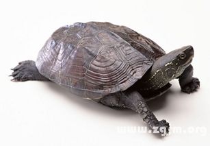 孕妇梦见乌龟咬人:孕妇梦见乌龟咬人,解密梦境背后的神秘信号 孕妇梦见乌龟咬人:孕妇梦见乌龟咬人,解密梦境背后的神秘信号
