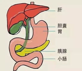 2厘米胆结石自己消失了:医学奇迹?2厘米胆结石自行消失,专家解答背后的科学原因 2厘米胆结石自己消失了:医学奇迹?2厘米胆结石自行消失,专家解答背后的科学原因