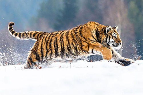 86年虎一生有二婚:1986年属虎人婚姻运势解析,一生两次婚姻的机遇与挑战 86年虎一生有二婚:1986年属虎人婚姻运势解析,一生两次婚姻的机遇与挑战