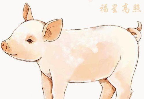 姻缘属猪与猪能相配吗:姻缘属猪与猪能相配吗?揭秘生肖猪的婚恋真相