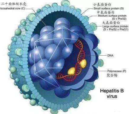 乙肝能治好吗(乙肝是什么病能治好吗)