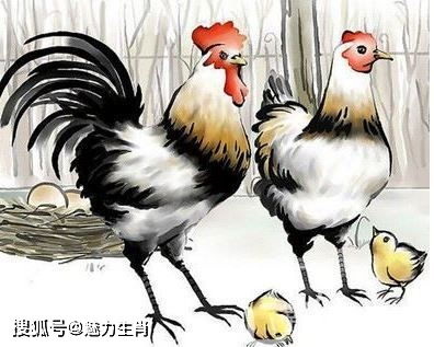 属鸡男人最佳妻子:属鸡男人的最佳妻子特质,独立、包容与善解人意的完美平衡