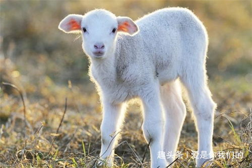 黑羊女儿结婚吉日有哪些:黑羊女儿结婚吉日有哪些?传统习俗与择日指南