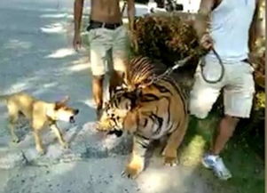 梦见被老虎困在屋子里:解密噩梦,被困屋内与猛虎对峙的心理密码