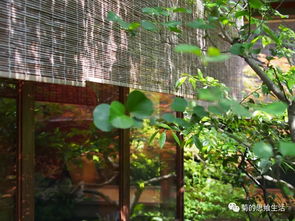 京都人的私房雅趣姻缘篇：京都人的私房雅趣，藏在茶香、庭院与季节里的姻缘