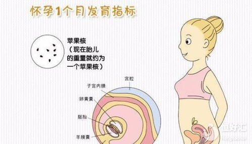 怀孕一个月打掉大概多少钱:怀孕一个月打掉大概多少钱?全面解析费用与注意事项