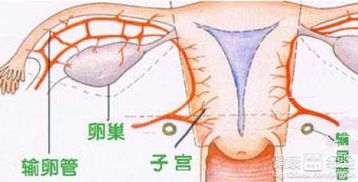 女性附件炎疼痛位置图:女性附件炎疼痛位置图,了解症状,及时就医是关键 女性附件炎疼痛位置图:女性附件炎疼痛位置图,了解症状,及时就医是关键