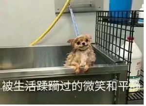 梦到老鼠扑向自己惊醒:梦魇之鼠,当恐惧在夜半叩门
