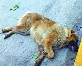 男人做梦梦见狗追自己:梦里被狗追,醒来一身冷汗,男人做梦梦见狗追自己的背后秘密 男人做梦梦见狗追自己:梦里被狗追,醒来一身冷汗,男人做梦梦见狗追自己的背后秘密
