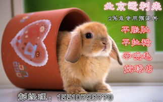 1999兔的今年运气:1999兔虎年运势全解析,属兔人2023年机遇与挑战指南