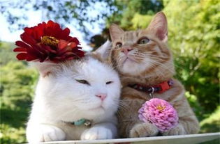 猪与猫结婚吉日查询生肖:猪与猫结婚吉日查询,生肖婚配与传统吉日指南