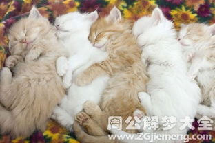 女人梦见猫是什么意思:女人梦见猫的深层寓意,心理学与传统文化视角下的双重解读 女人梦见猫是什么意思:女人梦见猫的深层寓意,心理学与传统文化视角下的双重解读