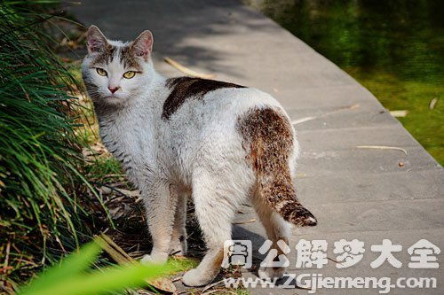 女人梦见猫是什么意思:女人梦见猫的深层寓意,心理学与传统文化视角下的双重解读