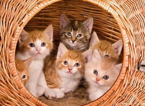 女人梦见猫是什么意思:女人梦见猫的深层寓意,心理学与传统文化视角下的双重解读 女人梦见猫是什么意思:女人梦见猫的深层寓意,心理学与传统文化视角下的双重解读