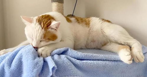 女人梦见猫是好还是坏呢:女人梦见猫,解码潜意识中的神秘与直觉
