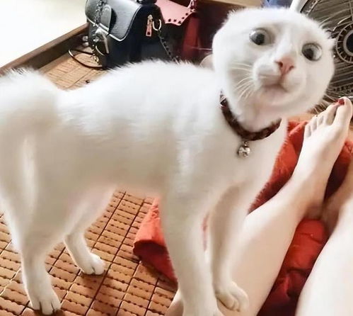 女人梦见猫是好还是坏呢:女人梦见猫,解码潜意识中的神秘与直觉 女人梦见猫是好还是坏呢:女人梦见猫,解码潜意识中的神秘与直觉