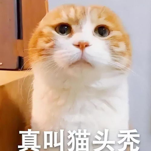 女人梦见猫是好还是坏呢:女人梦见猫,解码潜意识中的神秘与直觉 女人梦见猫是好还是坏呢:女人梦见猫,解码潜意识中的神秘与直觉