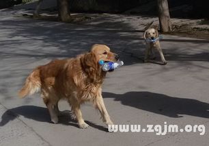 怀孕梦见狗是什么意思:怀孕梦见狗是什么意思?解密梦境中的神秘符号