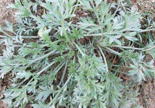 野茼蒿:野茼蒿,乡间野菜的清香与价值