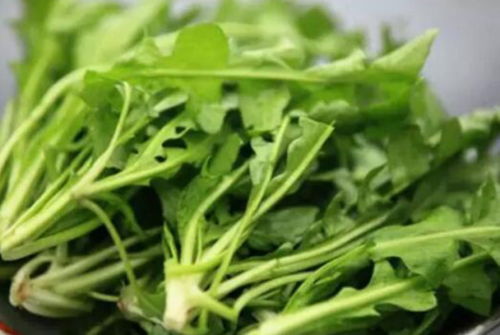 野茼蒿:野茼蒿,乡间野菜的清香与价值 野茼蒿:野茼蒿,乡间野菜的清香与价值