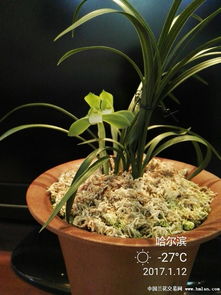 菊苣图片:探索菊苣图片的视觉魅力 菊苣图片:探索菊苣图片的视觉魅力
