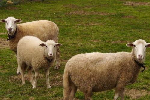 91年属羊33岁有一劫:91年属羊人33岁迎来人生大劫?三步化解劫运,把握金猪年新机遇 91年属羊33岁有一劫:91年属羊人33岁迎来人生大劫?三步化解劫运,把握金猪年新机遇