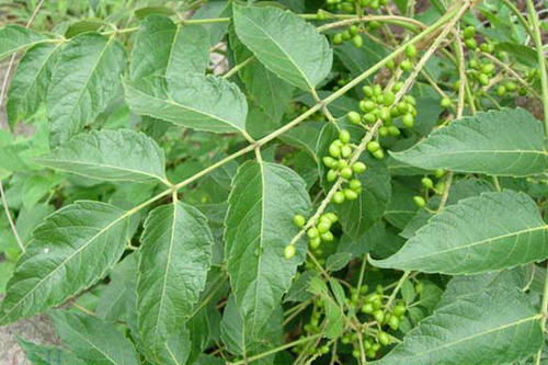 鸦胆子腐蚀有多强:鸦胆子,植物界的腐蚀之王,它的腐蚀力究竟有多强? 鸦胆子腐蚀有多强:鸦胆子,植物界的腐蚀之王,它的腐蚀力究竟有多强?