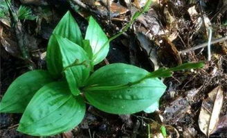 鸦胆子腐蚀有多强:鸦胆子,植物界的腐蚀之王,它的腐蚀力究竟有多强? 鸦胆子腐蚀有多强:鸦胆子,植物界的腐蚀之王,它的腐蚀力究竟有多强?