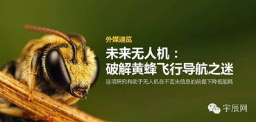 结蜂采蜜之象姻缘签:解密结蜂采蜜之象姻缘签,爱情中的甜蜜与智慧