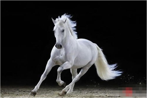 78年属马人终身寿命:1978年属马人终身寿命解析,命理与健康双重视角 78年属马人终身寿命:1978年属马人终身寿命解析,命理与健康双重视角