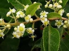 雷公藤治牛皮癣配方:雷公藤治牛皮癣秘方,中医古方助力肌肤重焕健康 雷公藤治牛皮癣配方:雷公藤治牛皮癣秘方,中医古方助力肌肤重焕健康