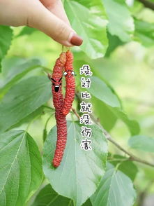 苦楝子:苦楝子,药食同源的天然宝物与潜在风险 苦楝子:苦楝子,药食同源的天然宝物与潜在风险