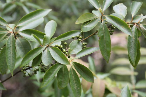 苦楝子:苦楝子,药食同源的天然宝物与潜在风险 苦楝子:苦楝子,药食同源的天然宝物与潜在风险