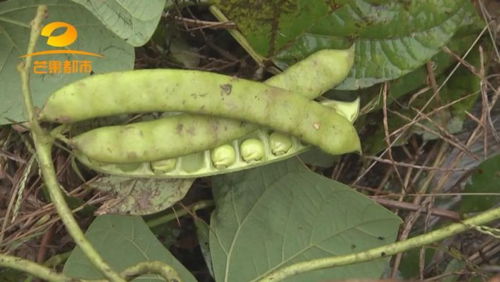 苦楝子:苦楝子,药食同源的天然宝物与潜在风险 苦楝子:苦楝子,药食同源的天然宝物与潜在风险
