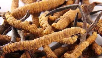 虫草图片:冬虫夏草图片,揭秘珍稀名贵中药材的视觉盛宴 虫草图片:冬虫夏草图片,揭秘珍稀名贵中药材的视觉盛宴