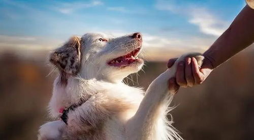 晚上梦到狗咬了自己的手:解密梦境,为何晚上梦到狗咬了自己的手? 晚上梦到狗咬了自己的手:解密梦境,为何晚上梦到狗咬了自己的手?