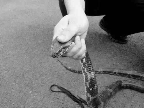 男人梦见被蛇咬了惊醒:梦中惊魂,男人梦见被蛇咬了惊醒,背后隐藏的真相是什么? 男人梦见被蛇咬了惊醒:梦中惊魂,男人梦见被蛇咬了惊醒,背后隐藏的真相是什么?