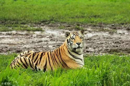 74年属虎人躲不过去的大难：74年属虎人劫数临门，三重天灾人祸暗藏玄机，化解需借三才之力