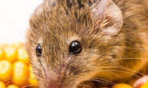 属鼠2023年家破人亡:属鼠人2023年运势警示,家宅安危需警惕三大隐忧 属鼠2023年家破人亡:属鼠人2023年运势警示,家宅安危需警惕三大隐忧